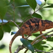 Furcifer_pardalis-Endormie-CHAMAELEONIDAE-Madagascar-MB3_5789.jpg