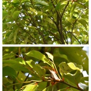 Olax_psittacorum-Bois_d_effort-OLACACEAE-Endemique_Reunion_Maurice-20240327_142722.jpg