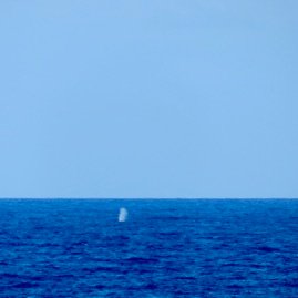1 There she blows !.jpeg