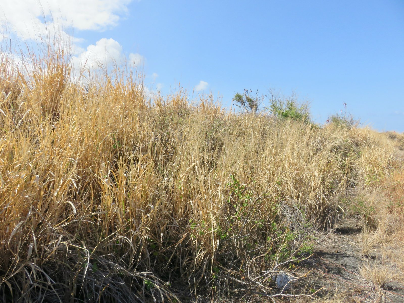 9 Panicum maximum Fataque POACEE Afrique tropicale  dessechees.jpeg