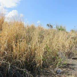 9 Panicum maximum Fataque POACEE Afrique tropicale  dessechees.jpeg