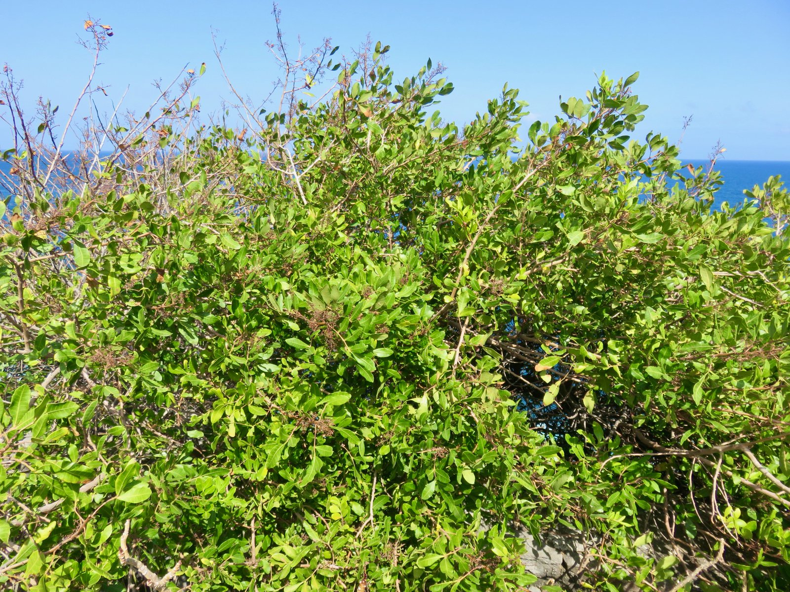 10 Touche de vert Schinus terebinthifolia Raddi. - Lencens - Anacardiaceae -Exotique.jpeg