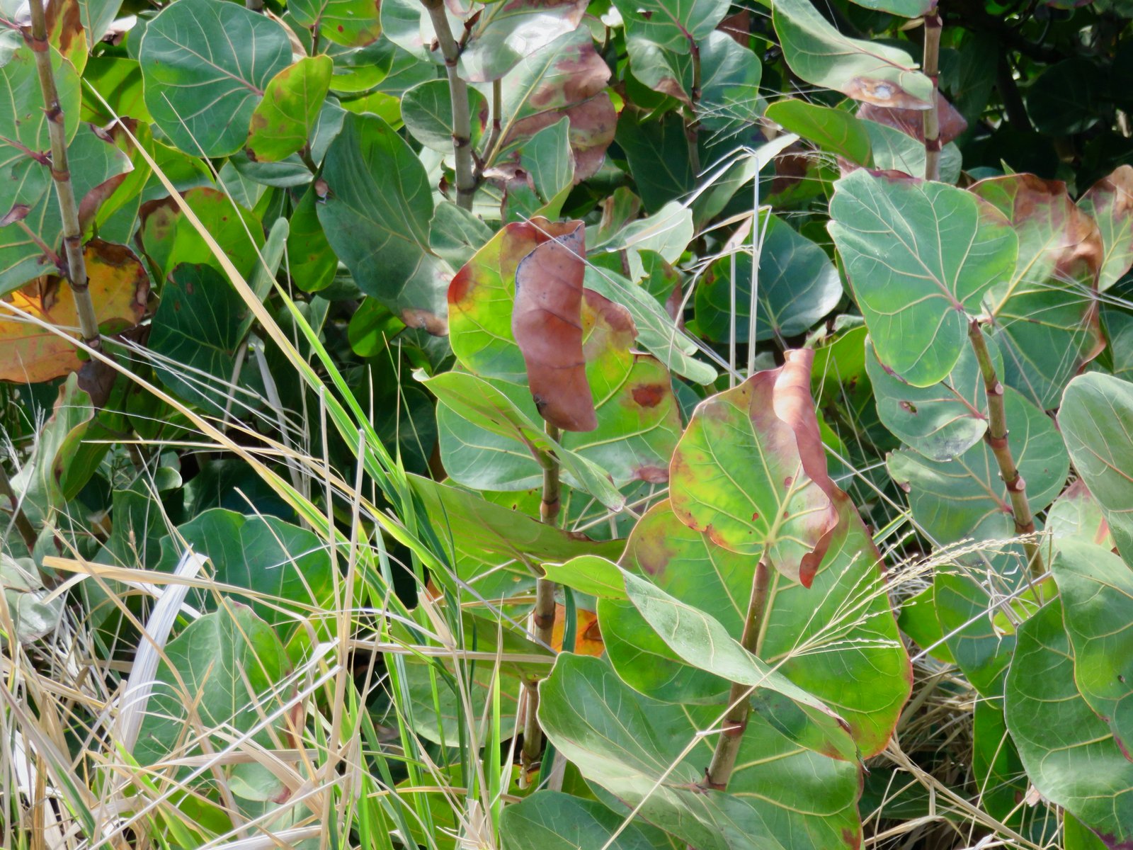 14 Coccoloba uvifera - Raisin bord de mer - Polygonaceae - Exotique.jpeg