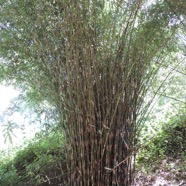 12 dendrocalamus .JPG