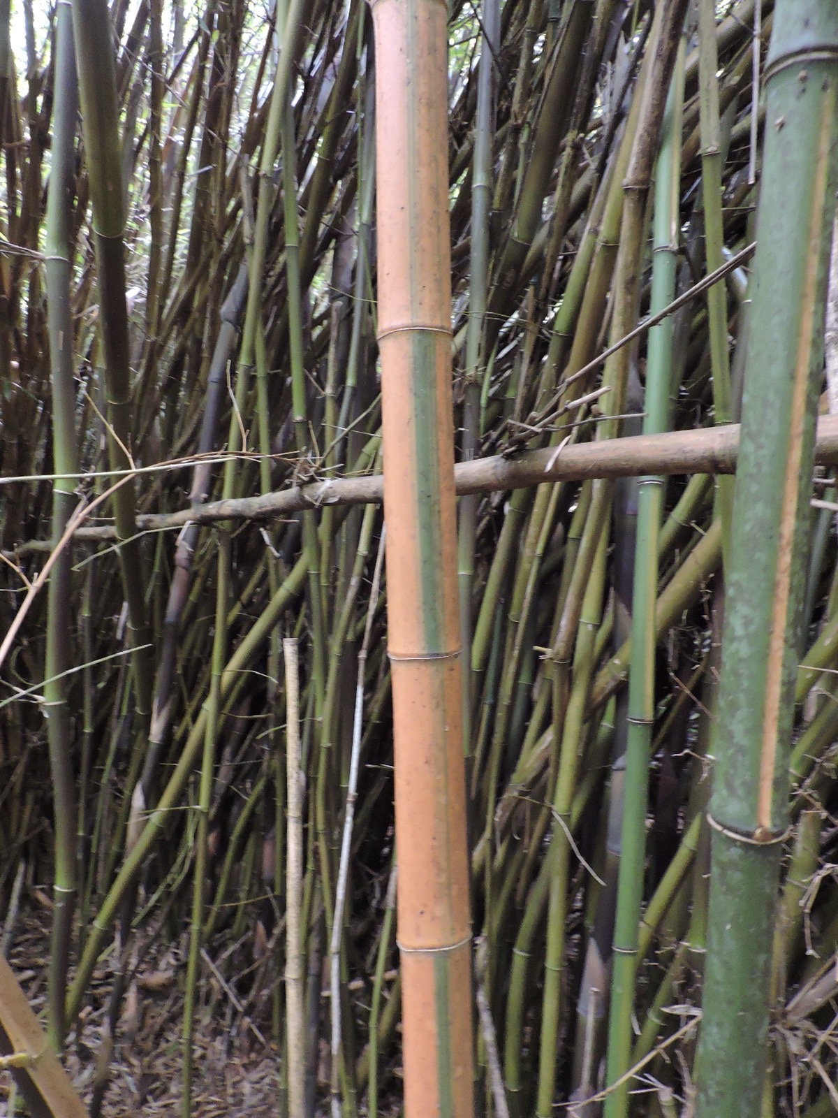 22 bambou jaune a bord vert .JPG