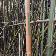 22 bambou jaune a bord vert .JPG
