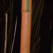 DSC_2729.JPG