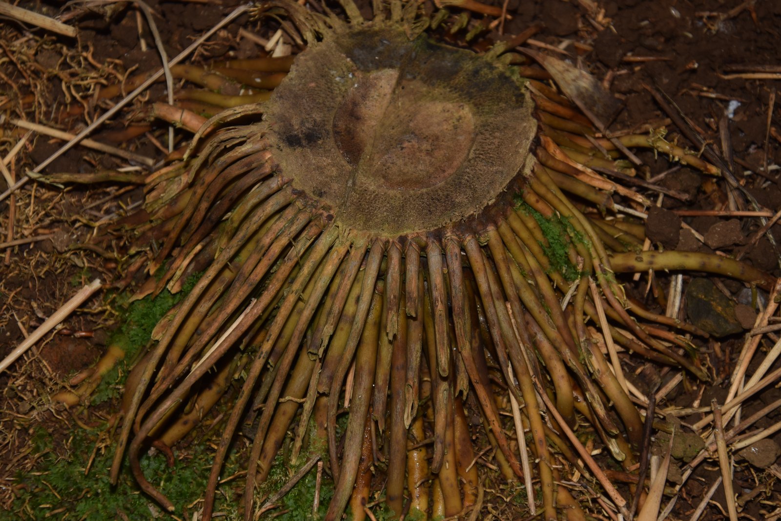 DSC_2747.JPG