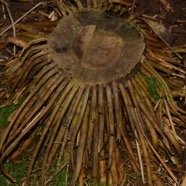 DSC_2747.JPG