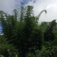 IMG_2528.png