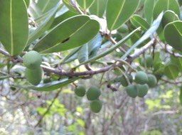 10 Noronhia emarginata, fruits 
