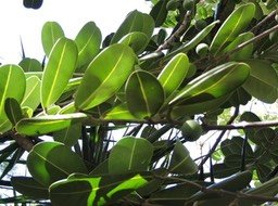 8 Doucette, Noronhia emarginata  