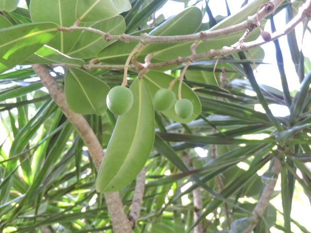 9 Noronhia emarginata 