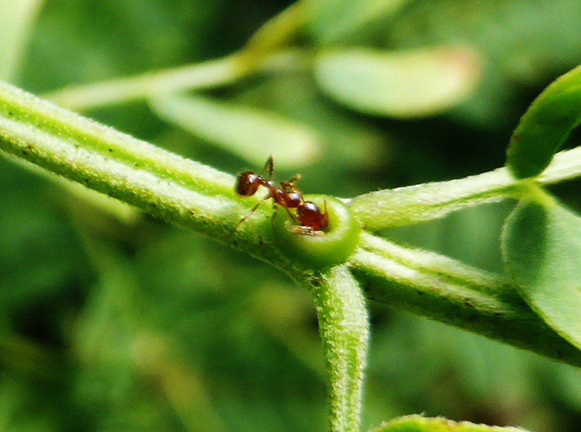 Fourmi se nourrissant de nectar extrafloral de Leucaena leucocephala