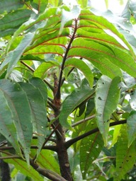 Nervures rouges du Poupartia