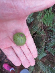 11-Fruit de Hernandia mascarenensis - Bois blanc - Hernandiaceae - Endémique de La Réunion