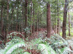 16-Aspect général de la forêt après intervention
