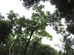 18-Mussaenda landia Poir. var. holosericea (Sm.) Verdc. - Quinquina pays  -
