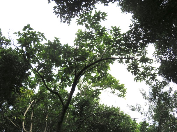 18-Mussaenda landia Poir. var. holosericea (Sm.) Verdc. - Quinquina pays  -