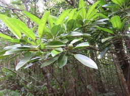 19-??? fruit du Labourdonnaisia calophylloides - Petit natte - Sapotacée - BM