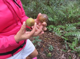2-Fruits de Grand Natte