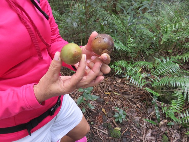 2-Fruits de Grand Natte