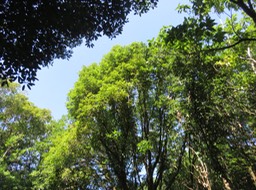 27-Bois de pomme blanc (au milieu)
