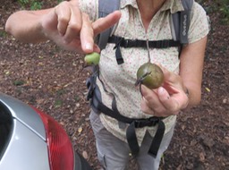 3 - Fruit du Petit natte à gauche, du Grand Natte à droite