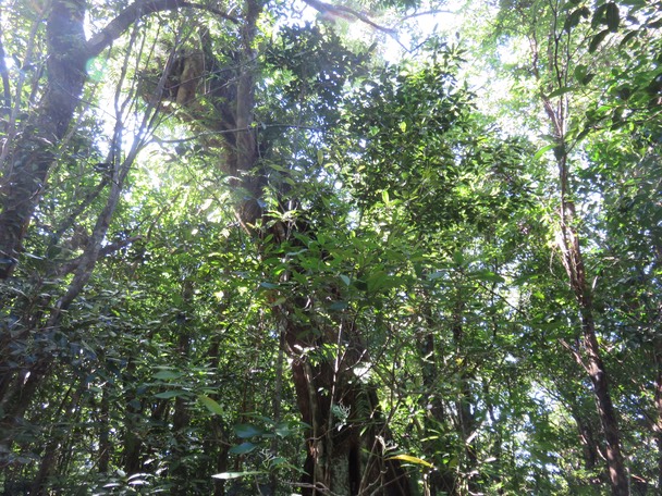 34-Ficus étrangleur sur ??? Bois de pomme