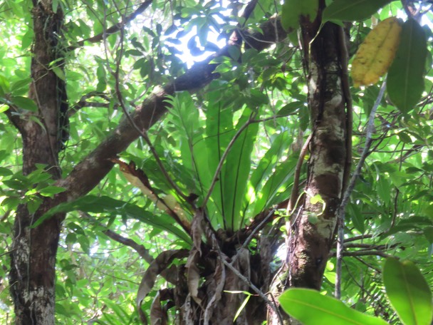 38-Asplenium nidus L. - Fougère Nid d'oiseau - Aspleniaceae - Indigène Réunion