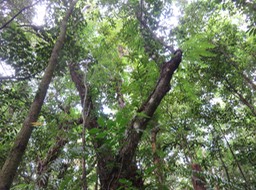 4-Doratoxylon apetalum - Bois de gaulette - Sapindacée - BM