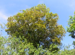 47-Syzygium cymosum - Bois de pomme rouge - Myrtacée - B
