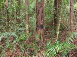 6-Tronc de Mahogany écorcé (girdling)