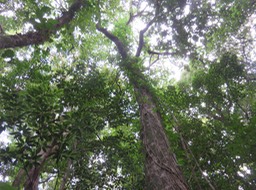 8-Hernandia mascarenensis - Bois blanc - Hernandiaceae - Endémique de La Réunion
