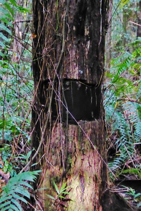 annélation de Swietenia mahagoni