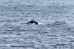 Baleine -2