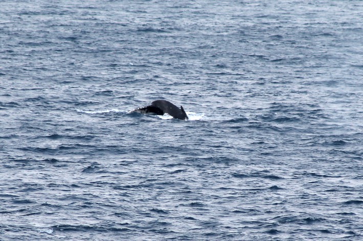 Baleine -2