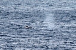 Baleine-1