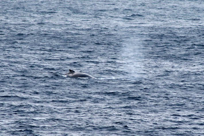 Baleine-1