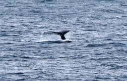 Baleine-3
