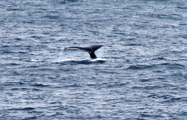 Baleine-3
