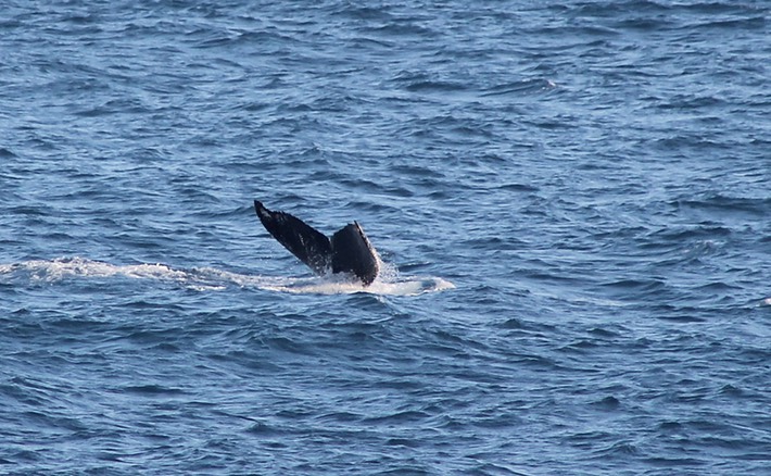 Baleine-5
