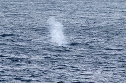 Baleine-6