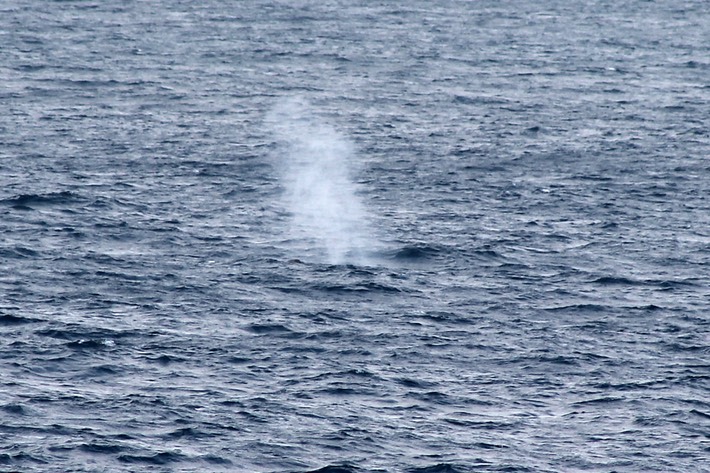 Baleine-6
