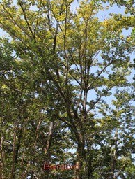 Benjoin - Terminalia bentzoe - Combrétacée - Masc