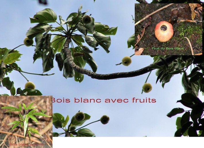 Bois blanc - Hernandia mascarenensis - Hernandiacée - BM-2