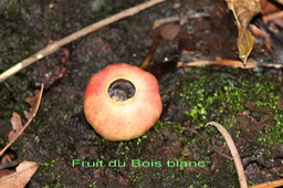 Bois blanc- le fruit