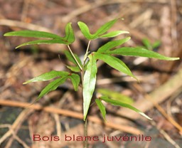 Bois blanc juvénile