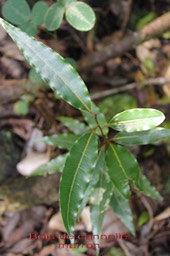 Bois de cannelle marron - Ocotea obtusata - Lauracée - BM