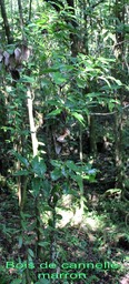 Bois de cannelle marron